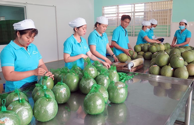 Xuất khẩu rau quả tăng trưởng mạnh, tiến gần mốc 10 tỷ USD