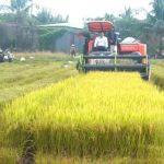 Gạo phát thải thấp: Lợi thế cạnh tranh mới xuất khẩu gạo Việt Nam