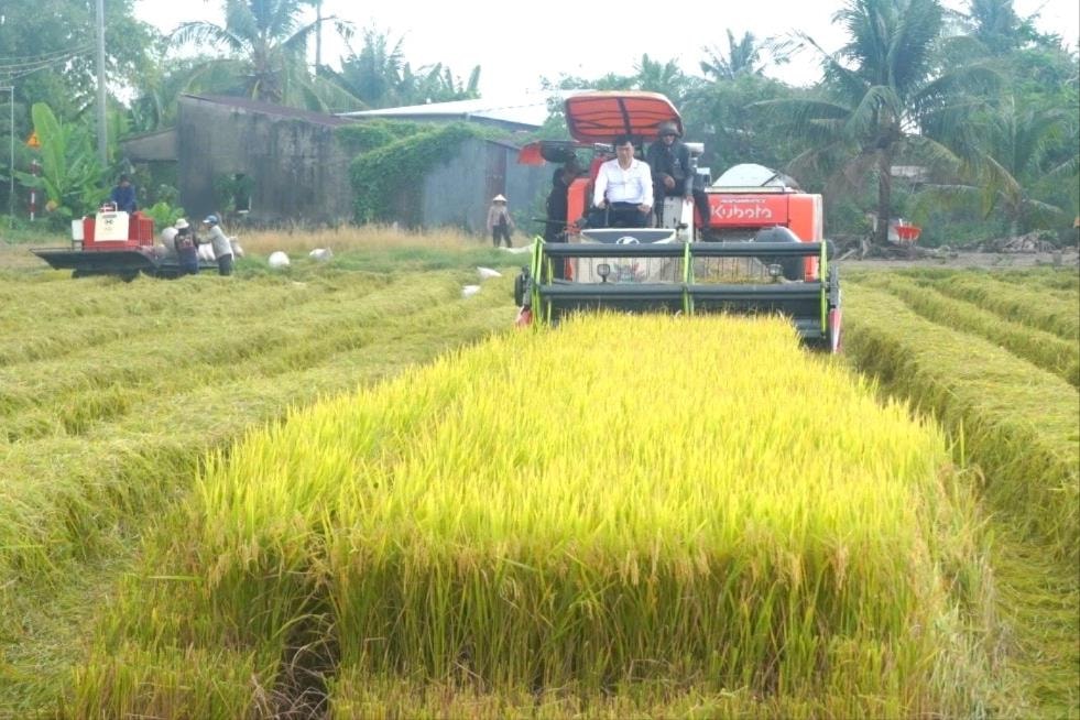 Gạo phát thải thấp: Lợi thế cạnh tranh mới xuất khẩu gạo Việt Nam
