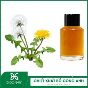 Chiết xuất bồ công anh trong mỹ phẩm được dùng làm gì?