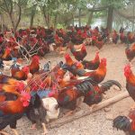 Chăn nuôi gà ta thả vườn có là hướng đi bền vững?