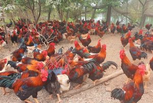 Chăn nuôi gà ta thả vườn có là hướng đi bền vững?